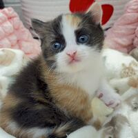 画像10755：エキゾチックショートヘア<br>　オモチ　きいろちゃん