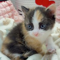 画像10756：エキゾチックショートヘア<br>　オモチ　きいろちゃん
