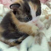 画像10757：エキゾチックショートヘア<br>　オモチ　きいろちゃん