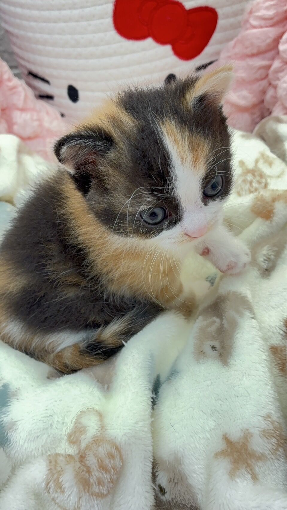 エキゾチックショートヘア　オモチ　きいろちゃん