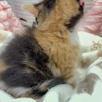 画像10758：エキゾチックショートヘア<br>　オモチ　きいろちゃん