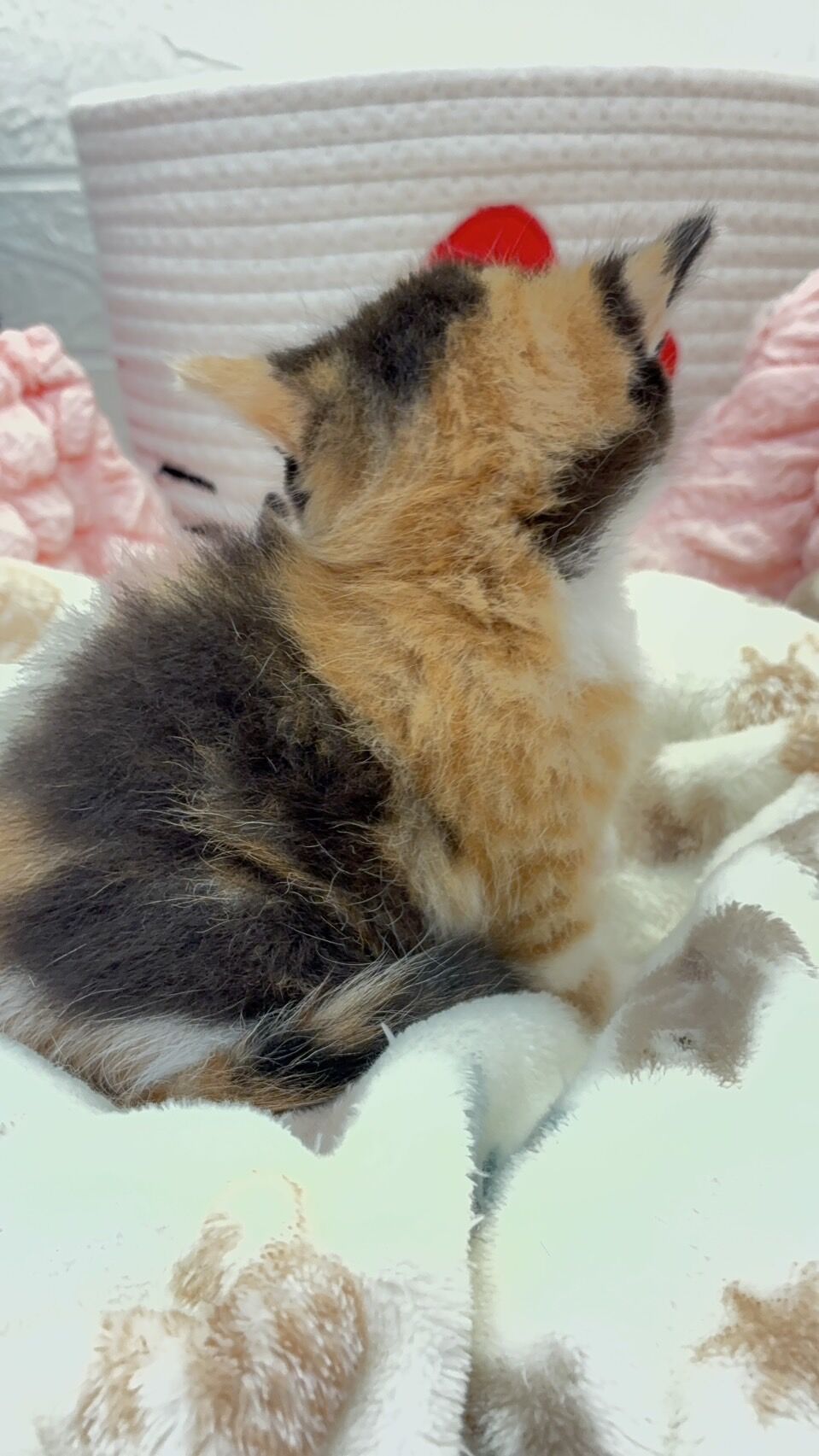 エキゾチックショートヘア　オモチ　きいろちゃん