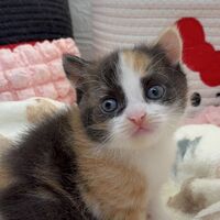 画像10759：エキゾチックショートヘア<br>　オモチ　きいろちゃん