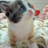 画像10762：エキゾチックショートヘア<br>　オモチ　きいろちゃん