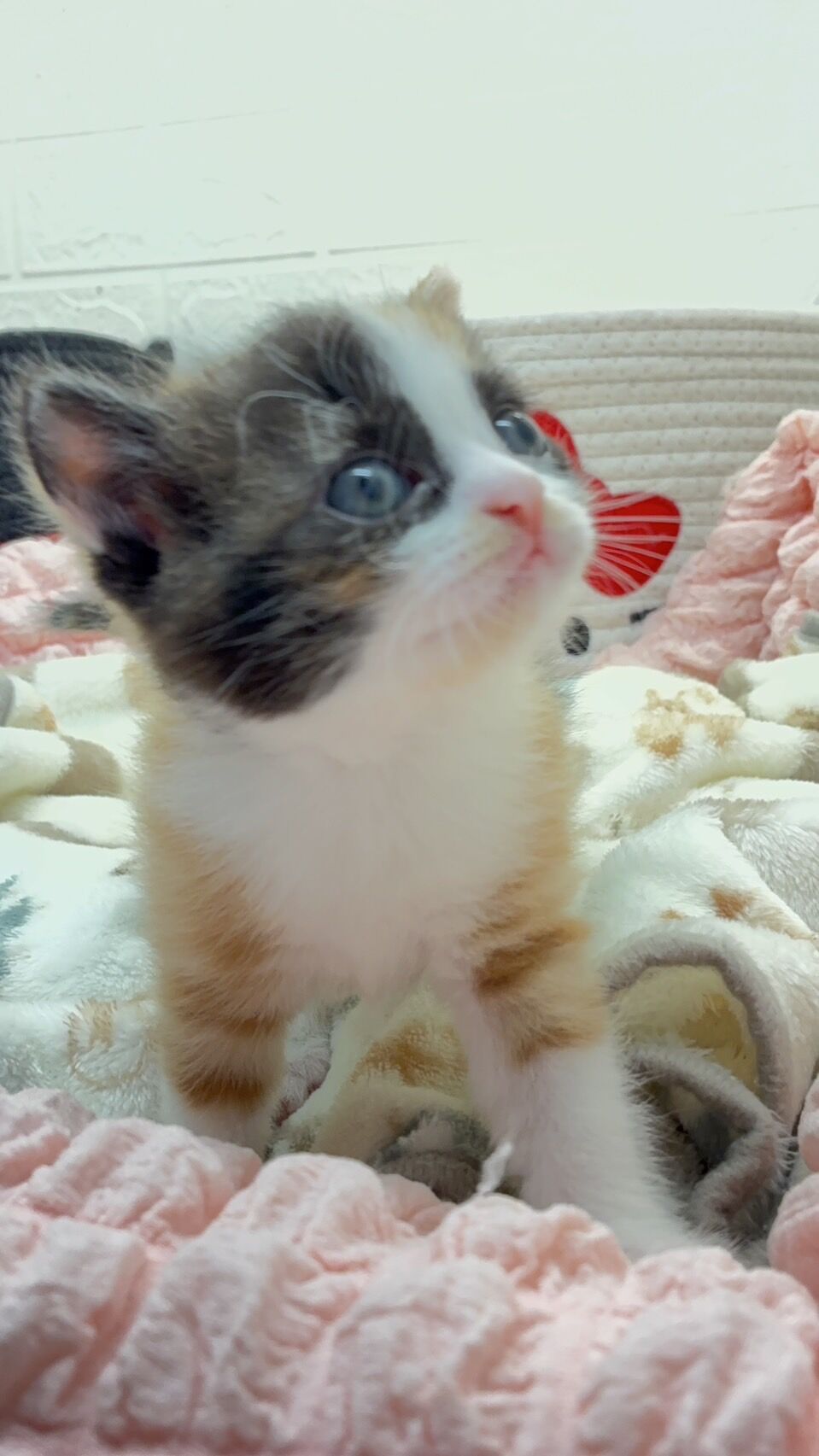 エキゾチックショートヘア　オモチ　きいろちゃん