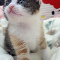 画像10763：エキゾチックショートヘア<br>　オモチ　きいろちゃん