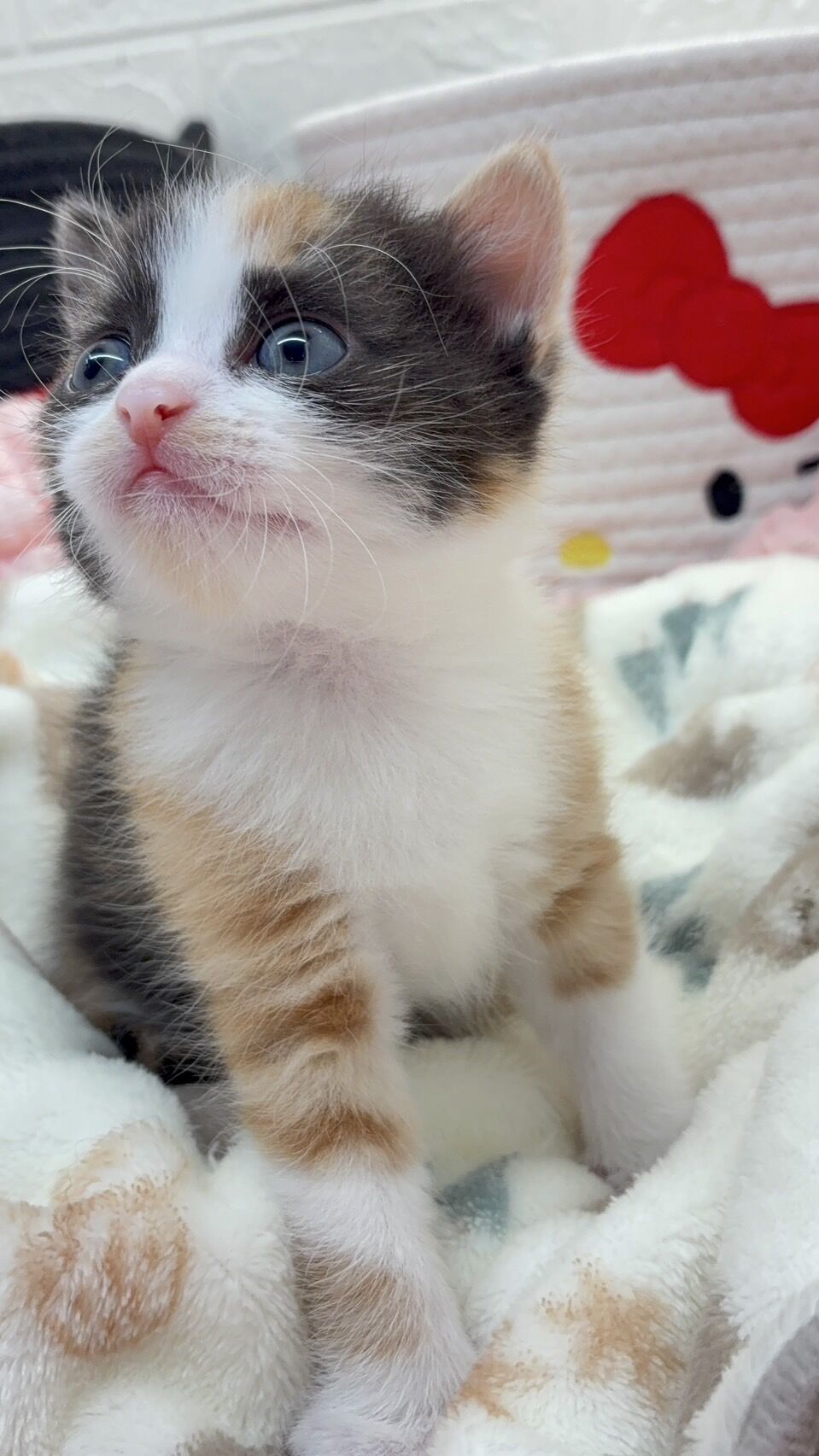 エキゾチックショートヘア　オモチ　きいろちゃん