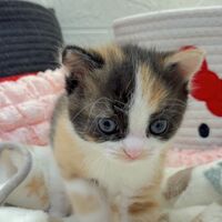 画像10764：エキゾチックショートヘア<br>　オモチ　きいろちゃん