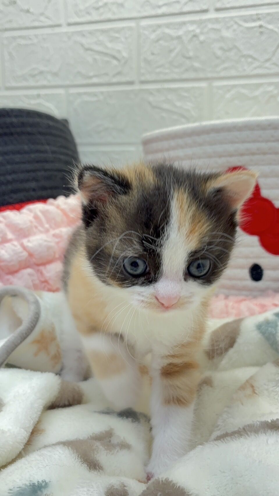 エキゾチックショートヘア　オモチ　きいろちゃん
