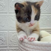 画像10765：エキゾチックショートヘア<br>　オモチ　きいろちゃん