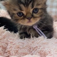 画像10925：エキゾチックショートヘア<br>　オモチ　きいろちゃん