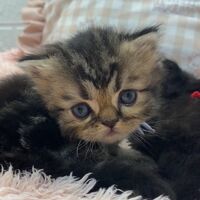 画像10926：エキゾチックショートヘア<br>　オモチ　きいろちゃん
