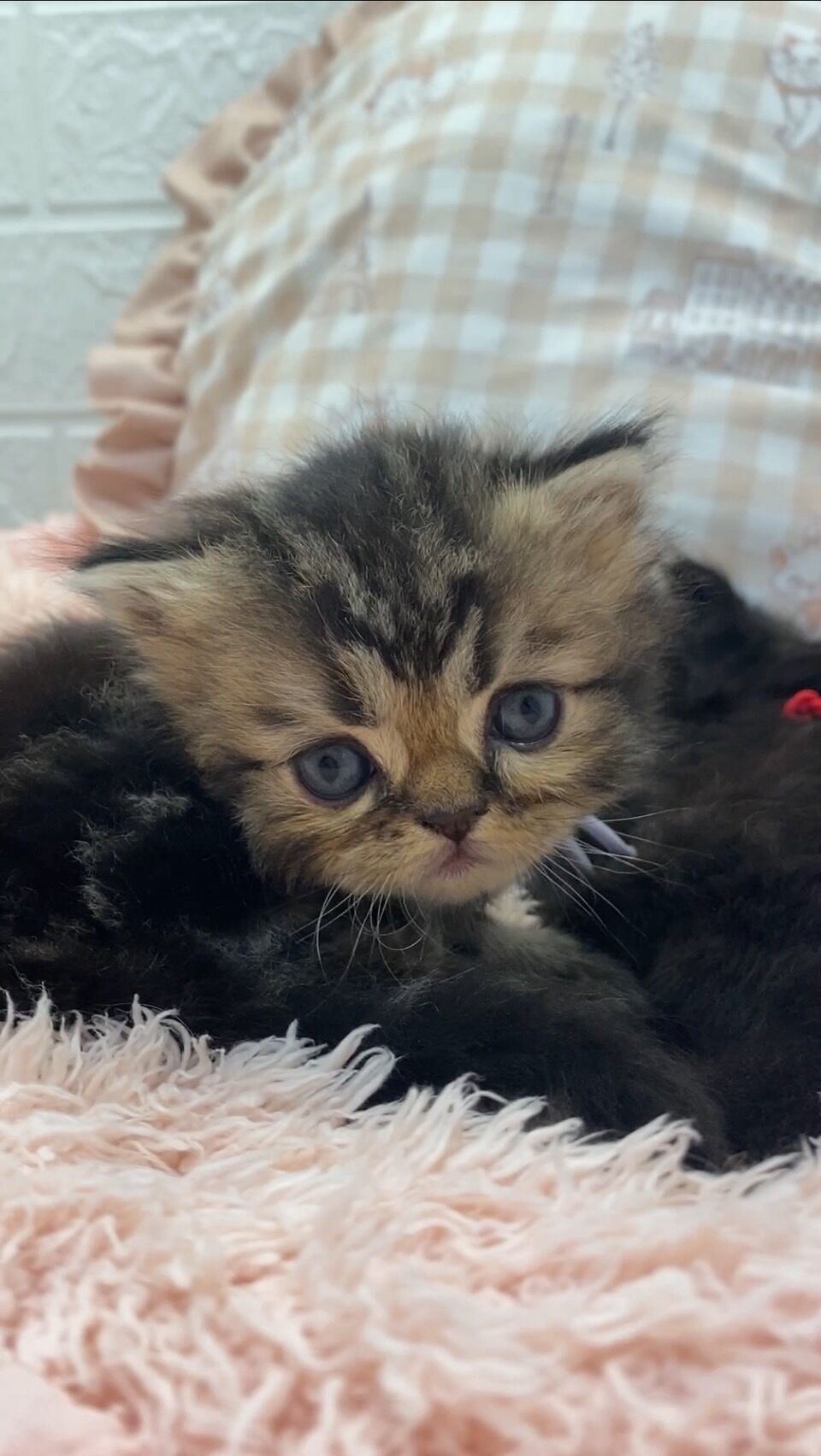 エキゾチックショートヘア　オモチ　きいろちゃん