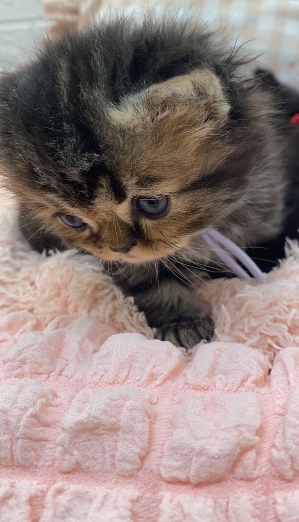 エキゾチックショートヘア　オモチ　きいろちゃん