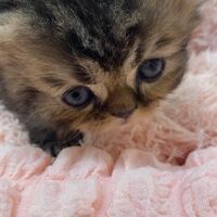 画像10928：エキゾチックショートヘア<br>　オモチ　きいろちゃん