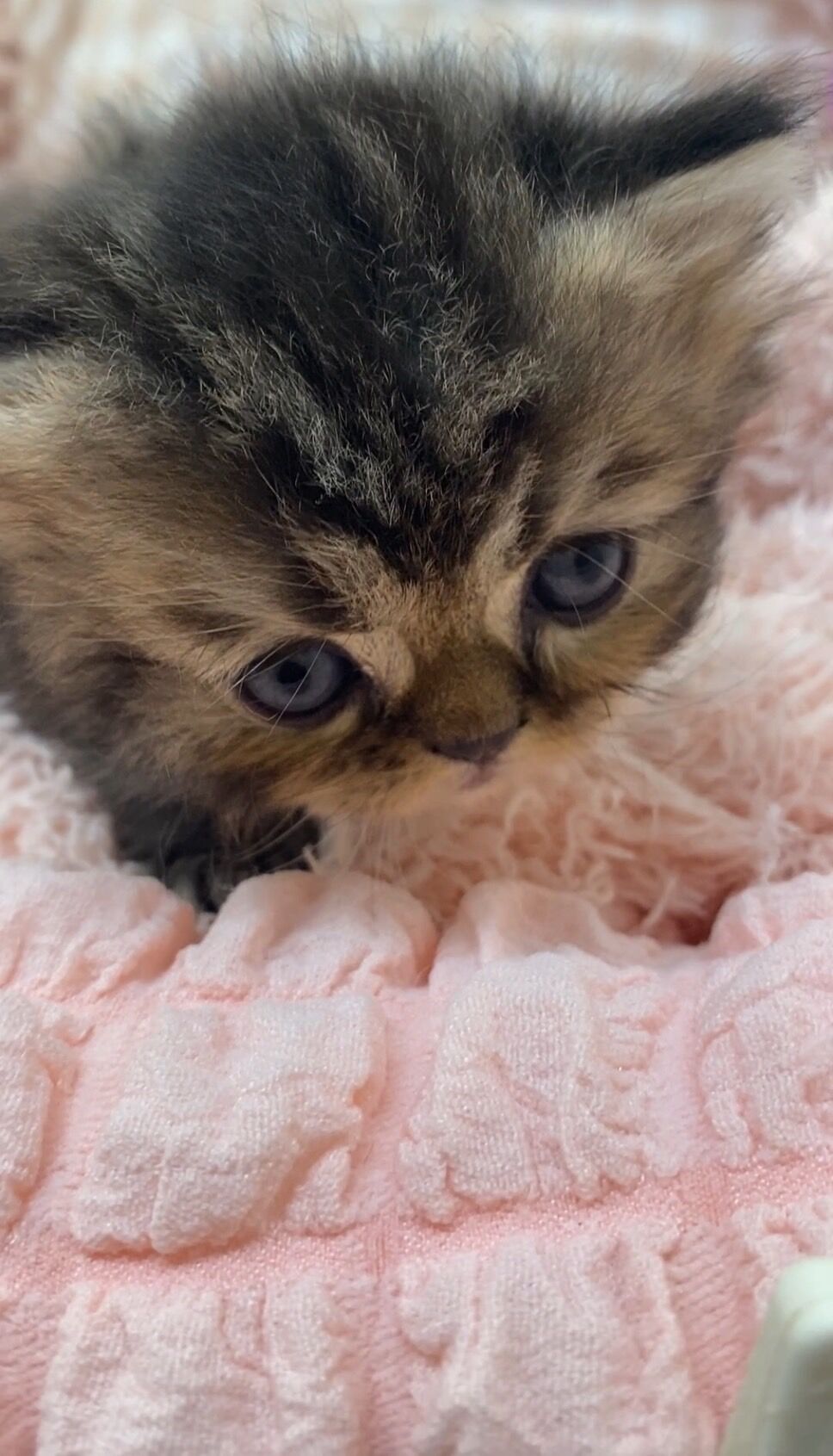 エキゾチックショートヘア　オモチ　きいろちゃん