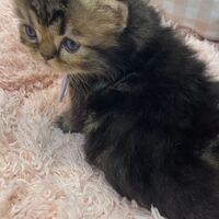 画像10929：エキゾチックショートヘア<br>　オモチ　きいろちゃん