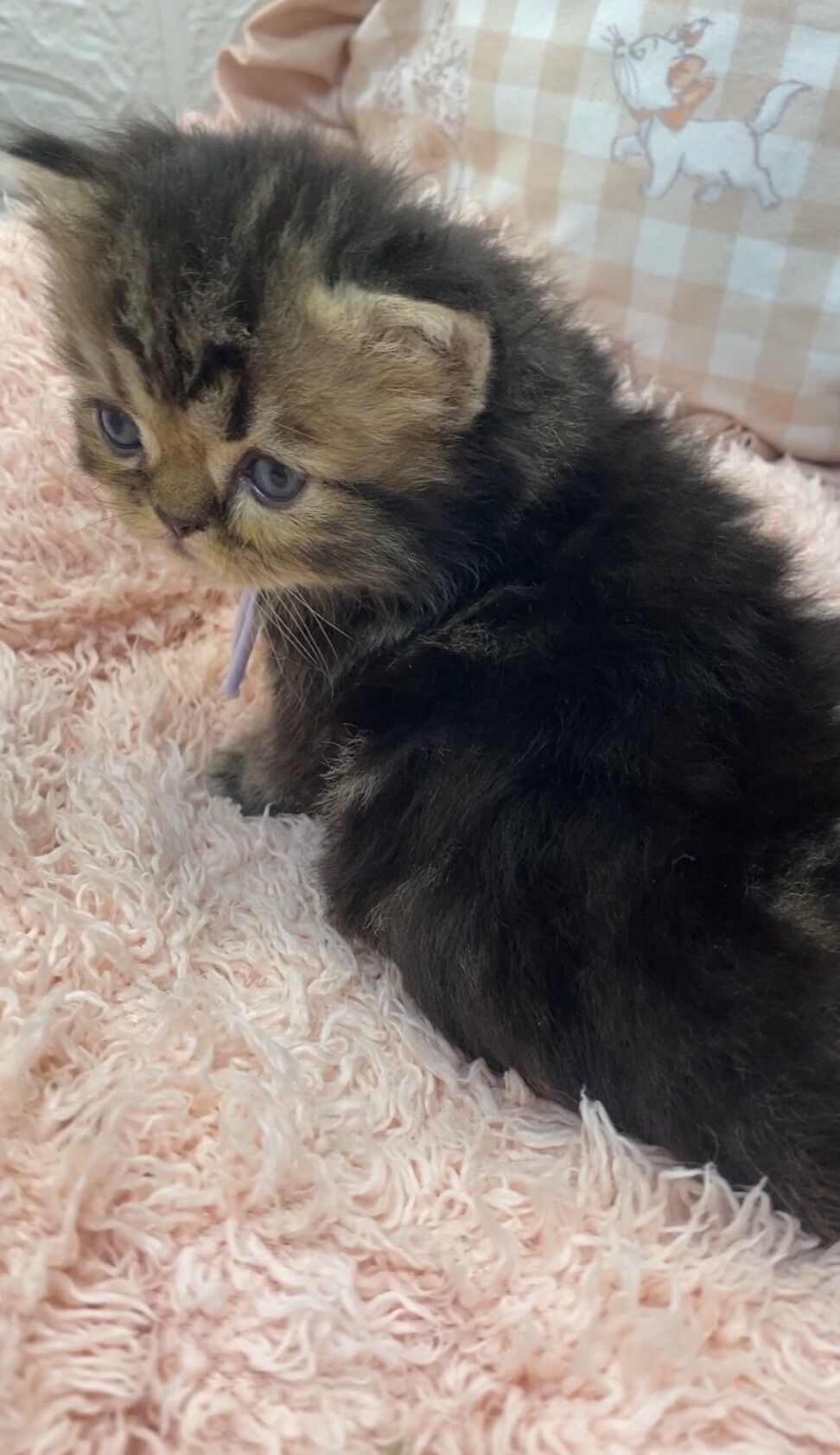エキゾチックショートヘア　オモチ　きいろちゃん