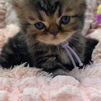 画像10930：エキゾチックショートヘア<br>　オモチ　きいろちゃん