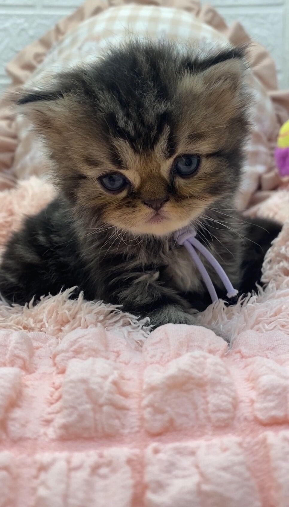 エキゾチックショートヘア　オモチ　きいろちゃん
