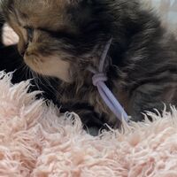 画像10933：エキゾチックショートヘア<br>　オモチ　きいろちゃん