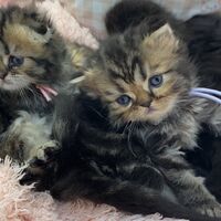 画像10934：エキゾチックショートヘア<br>　オモチ　きいろちゃん