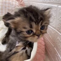 画像10935：エキゾチックショートヘア<br>　オモチ　きいろちゃん