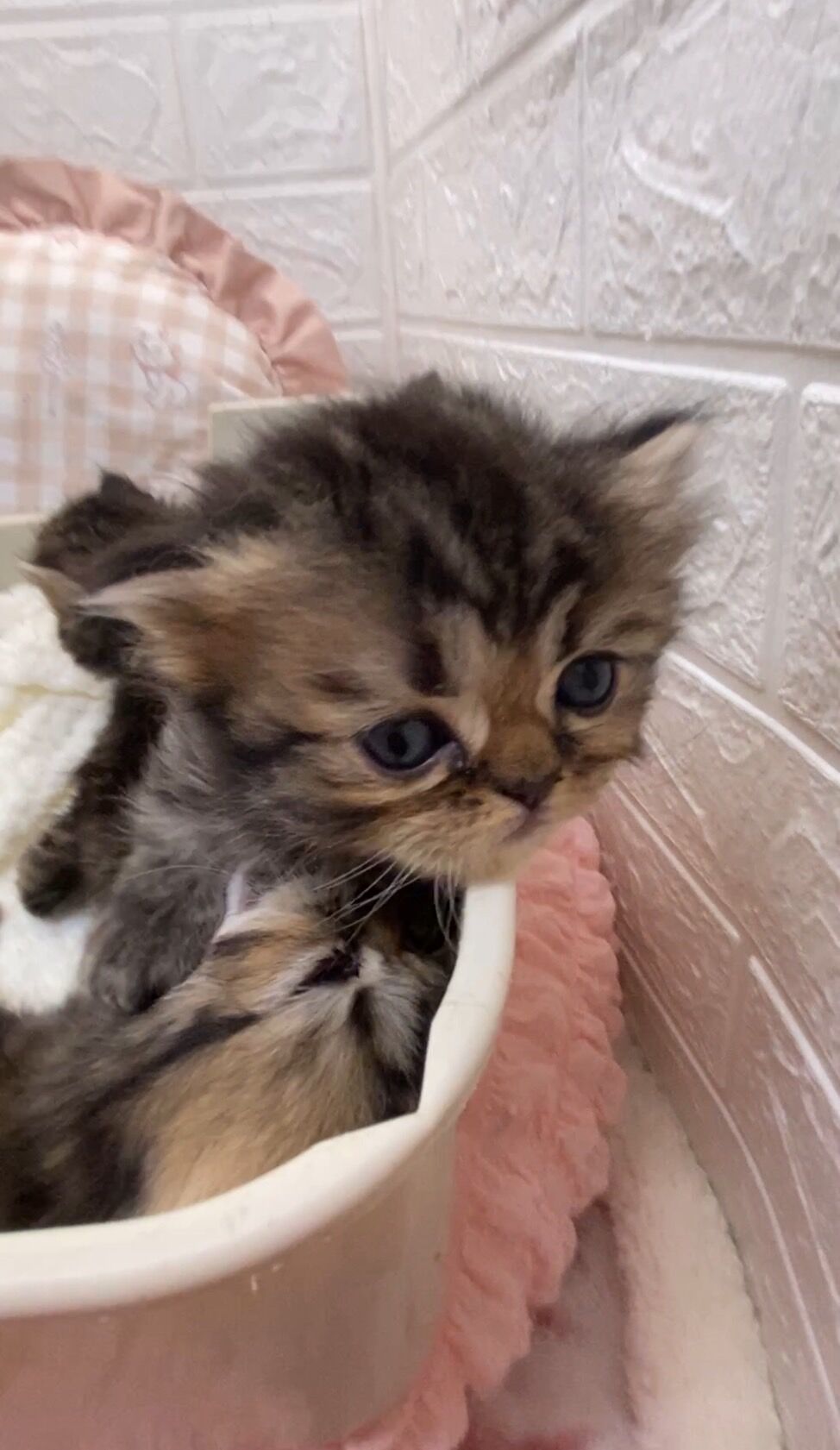 エキゾチックショートヘア　オモチ　きいろちゃん