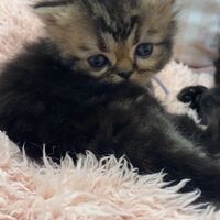 画像10936：エキゾチックショートヘア<br>　オモチ　きいろちゃん
