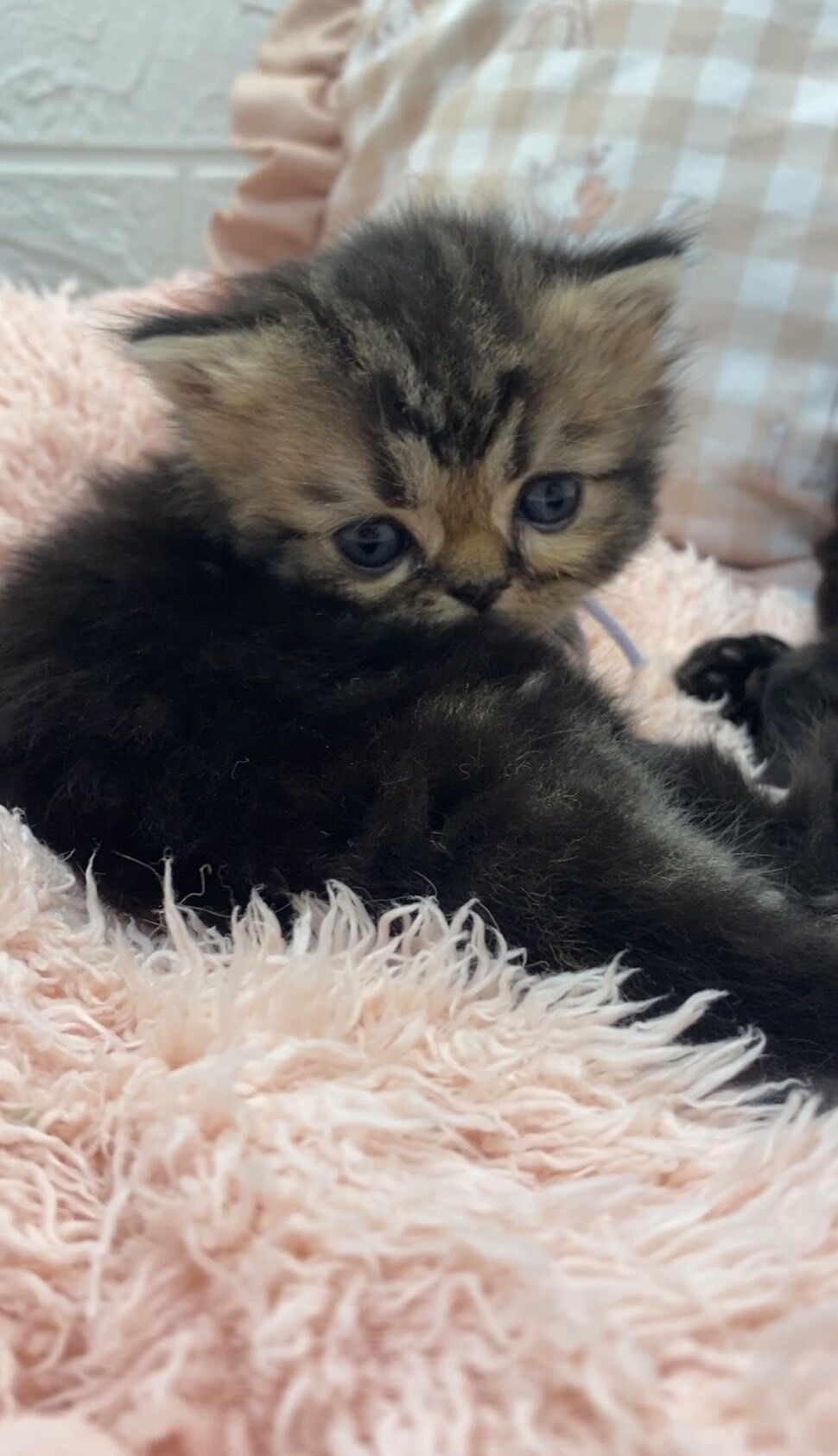 エキゾチックショートヘア　オモチ　きいろちゃん