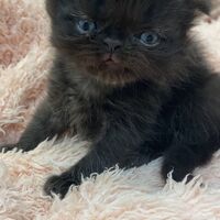 画像10950：エキゾチックショートヘア<br>　オモチ　きいろちゃん