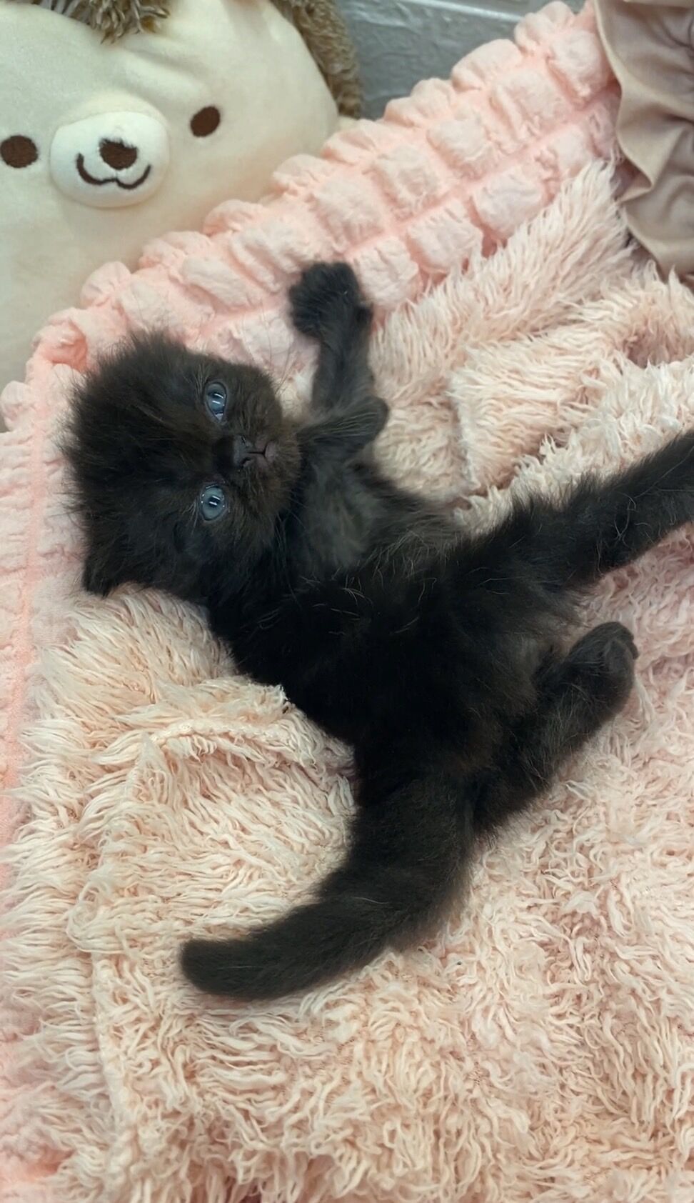 エキゾチックショートヘア　オモチ　きいろちゃん