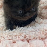画像10952：エキゾチックショートヘア<br>　オモチ　きいろちゃん