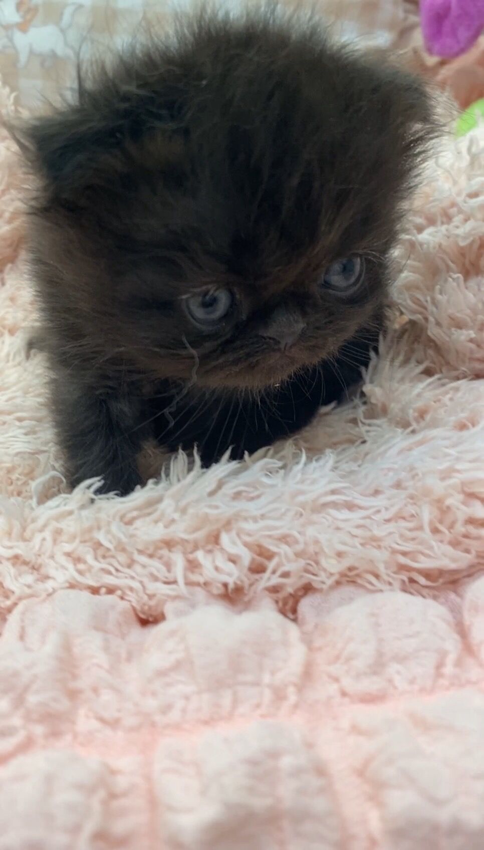 エキゾチックショートヘア　オモチ　きいろちゃん