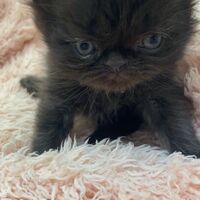 画像10953：エキゾチックショートヘア<br>　オモチ　きいろちゃん