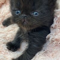 画像10954：エキゾチックショートヘア<br>　オモチ　きいろちゃん