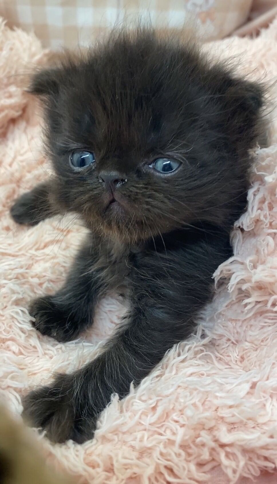 エキゾチックショートヘア　オモチ　きいろちゃん