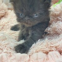 画像10955：エキゾチックショートヘア<br>　オモチ　きいろちゃん
