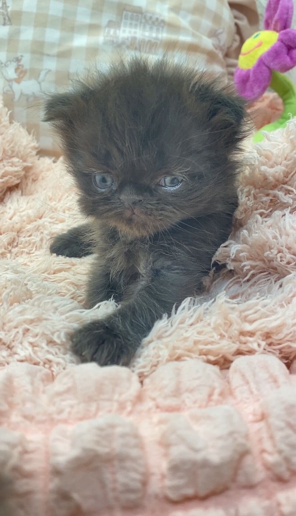エキゾチックショートヘア　オモチ　きいろちゃん