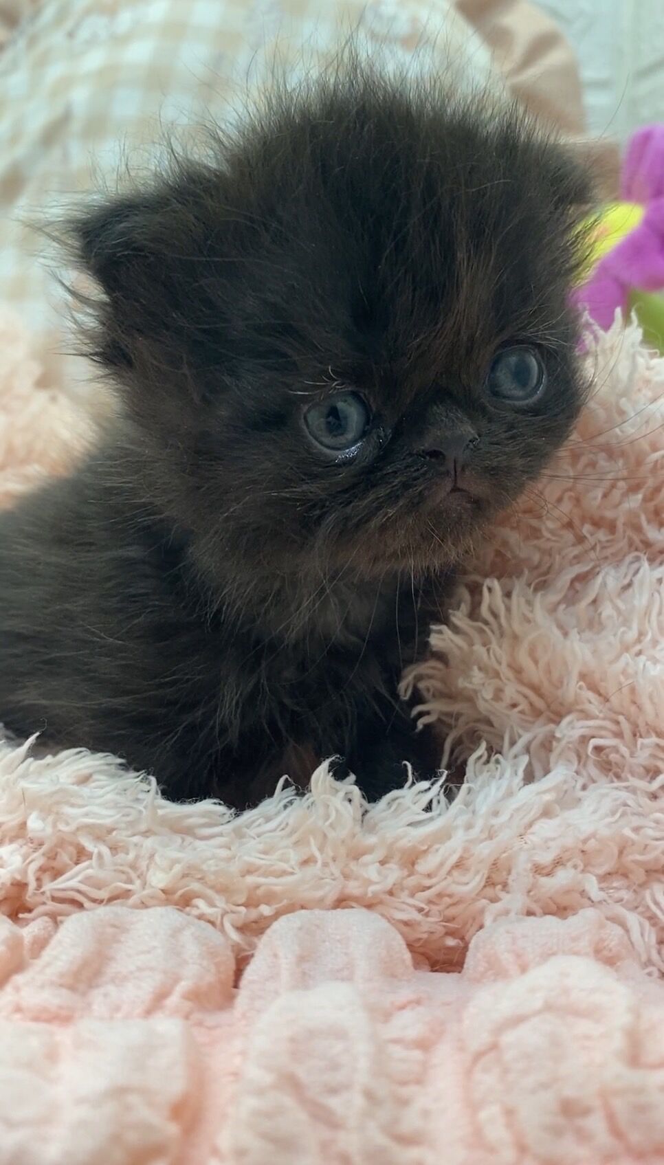 エキゾチックショートヘア　オモチ　きいろちゃん