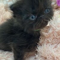 画像10957：エキゾチックショートヘア<br>　オモチ　きいろちゃん