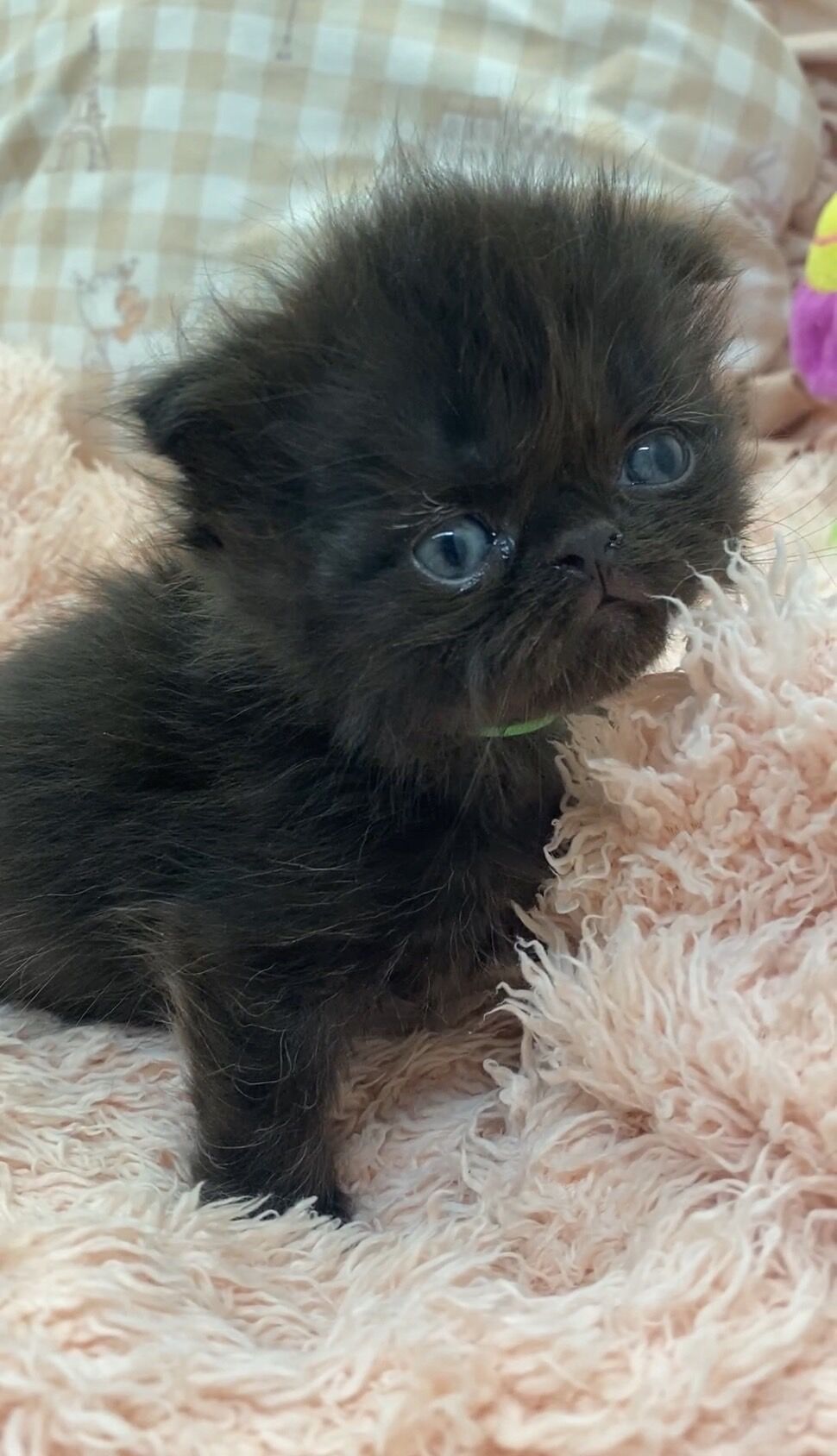 エキゾチックショートヘア　オモチ　きいろちゃん