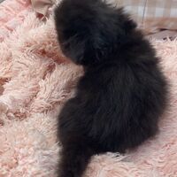 画像10958：エキゾチックショートヘア<br>　オモチ　きいろちゃん