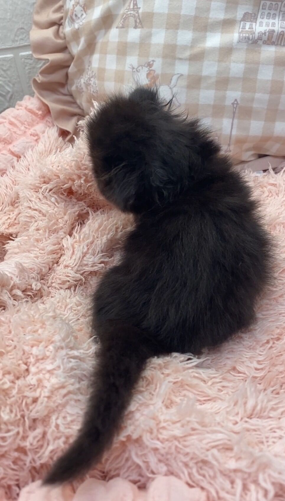エキゾチックショートヘア　オモチ　きいろちゃん