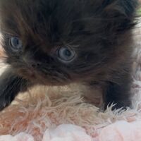 画像10959：エキゾチックショートヘア<br>　オモチ　きいろちゃん