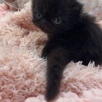 画像10960：エキゾチックショートヘア<br>　オモチ　きいろちゃん