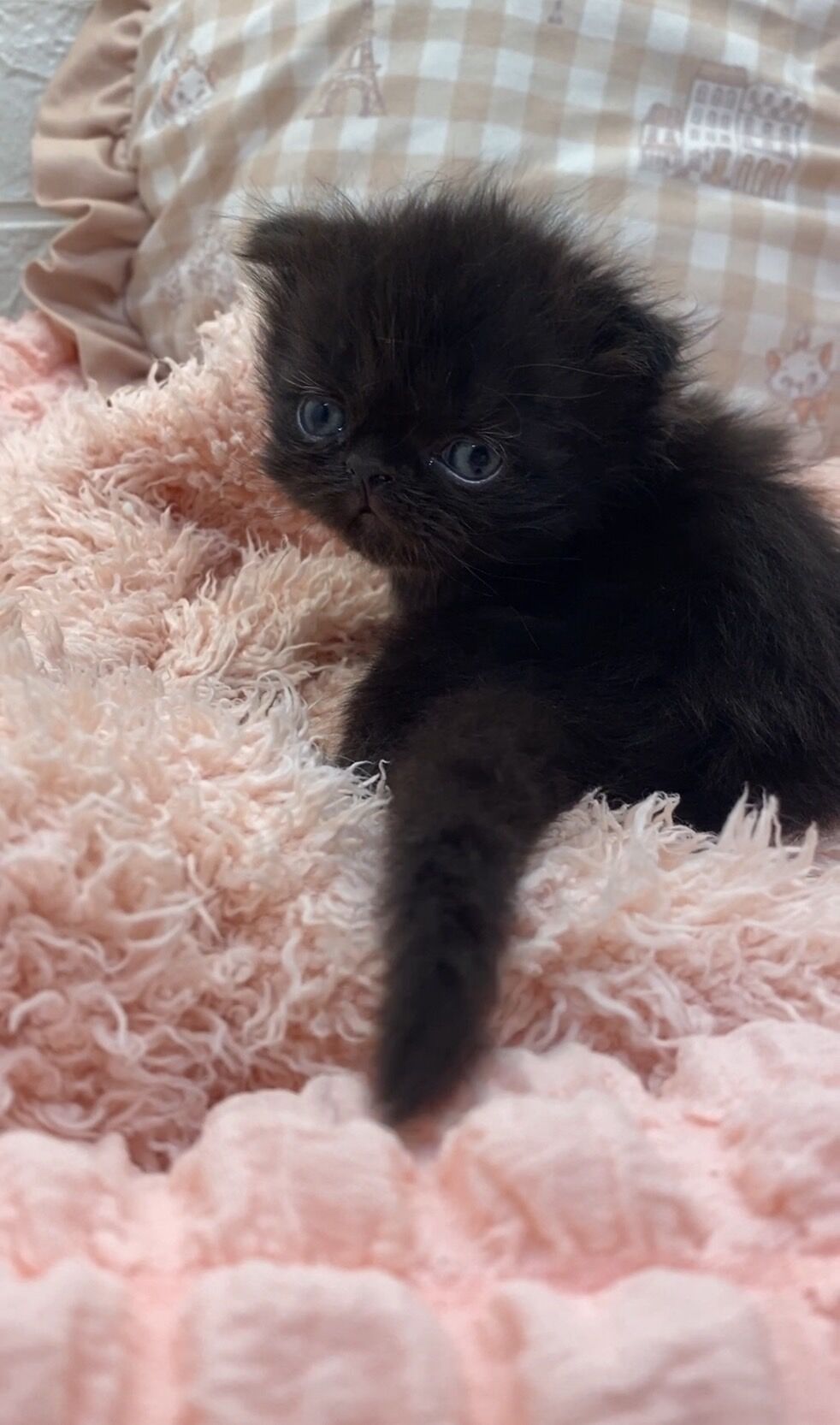 エキゾチックショートヘア　オモチ　きいろちゃん
