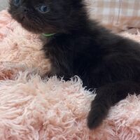 画像10961：エキゾチックショートヘア<br>　オモチ　きいろちゃん