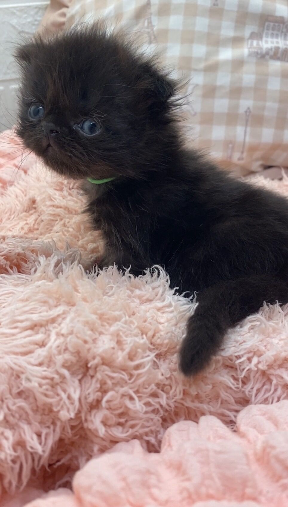 エキゾチックショートヘア　オモチ　きいろちゃん