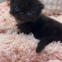 画像10962：エキゾチックショートヘア<br>　オモチ　きいろちゃん